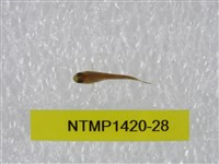 藏品(泰加拉鯔鰕虎魚)的圖片